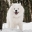 User Yowi Vak’s avatar